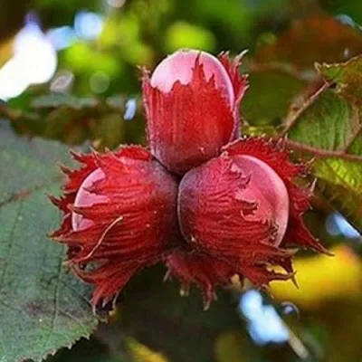 Фундук КРАСНЫЙ ЯНТАРЬ в Астрахани