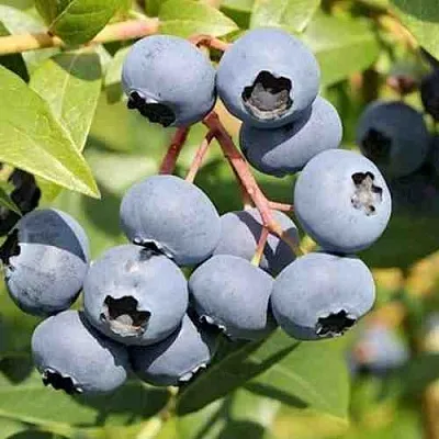 Голубика КРОЭТЭН в Астрахани