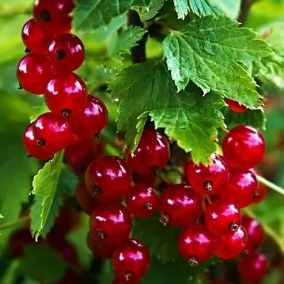 Смородина красная РОЛАН  Смородина красная РОЛАН в Астрахани