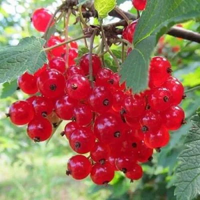 Смородина красная КРАСНАЯ АНДРЕЙЧЕНКО  Смородина красная КРАСНАЯ АНДРЕЙЧЕНКО в Астрахани