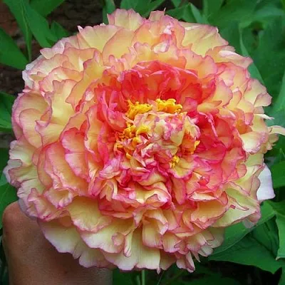 Пионы древовидные в Астрахани