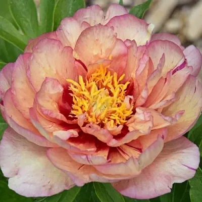 Пион КЭЛЛИС МЕМОРИ ито-гибрид  Пион КЭЛЛИС МЕМОРИ ито-гибрид в Астрахани