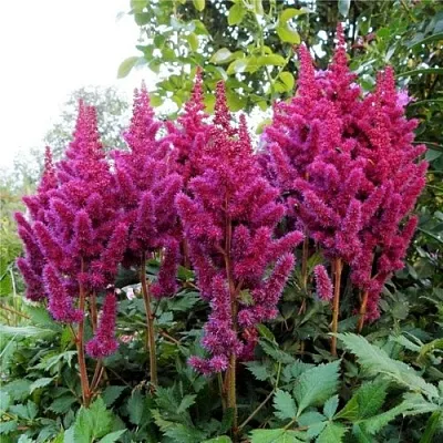 Астильба ВИЖНС китайская  Астильба ВИЖНС китайская в Астрахани