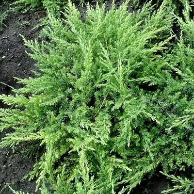 Можжевельник ШЛЯГЕР прибрежный  Можжевельник ШЛЯГЕР прибрежный в Астрахани