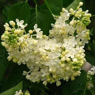 Сирень ПРИМРОУЗ  Сирень ПРИМРОУЗ в Астрахани