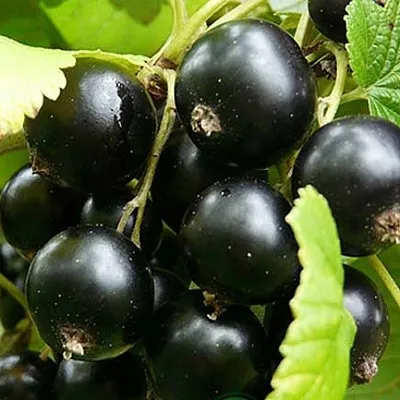 Смородина черная ЭБОНИ  Смородина черная ЭБОНИ в Астрахани