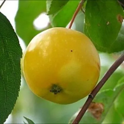 Яблоня КИТАЙКА ЖЁЛТАЯ колонновидная — описание сорта Яблоня КИТАЙКА ЖЁЛТАЯ колонновидная в Астрахани