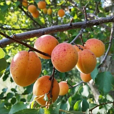 Абрикос ЖЕРДЕЛА в Астрахани