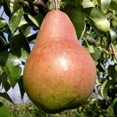 Груша КИРГИЗСКАЯ ЗИМНЯЯ в Астрахани