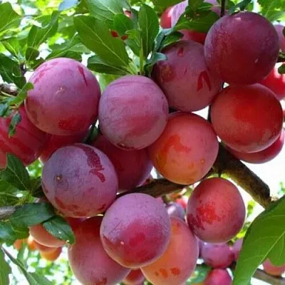 Слива НЕКТАРИННАЯ АРОМАТНАЯ в Астрахани