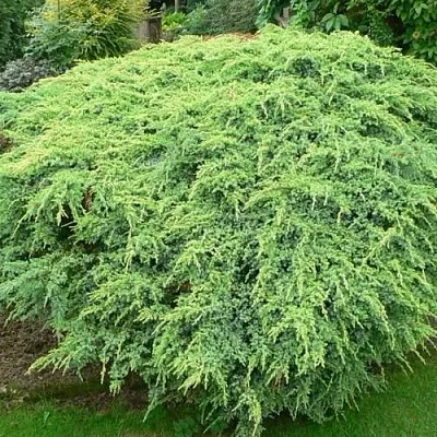 Можжевельник ХОЛГЕР чешуйчатый  Можжевельник ХОЛГЕР чешуйчатый в Астрахани