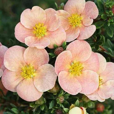 Лапчатка ДЕЙДАУН кустарниковая   Лапчатка ДЕЙДАУН кустарниковая  в Астрахани