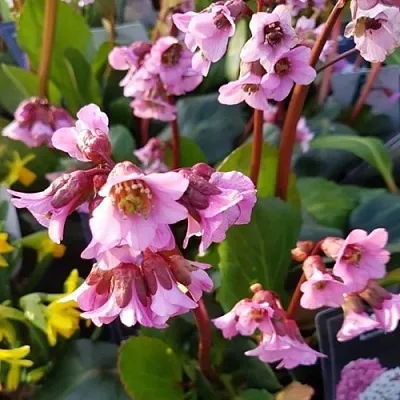 Бадан БЭБИ ДОЛЛ  Бадан БЭБИ ДОЛЛ в Астрахани