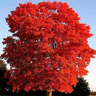 Дуб красный   Дуб красный  в Астрахани