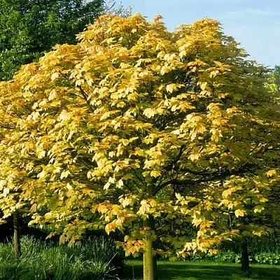 Клен ложноплатановый в Астрахани