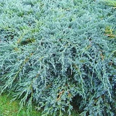 Можжевельник БЛЮ КАРПЕТ чешуйчатый  Можжевельник БЛЮ КАРПЕТ чешуйчатый в Астрахани