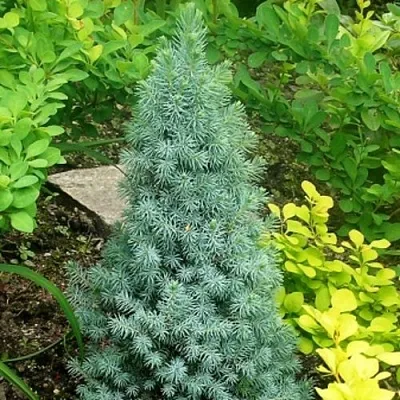 Ель КОНИКА сизая  Ель КОНИКА сизая в Астрахани