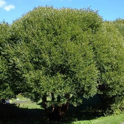 Ива ломкая   Ива ломкая  в Астрахани