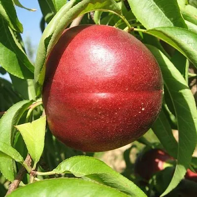 Нектарин ФАНТАЗИЯ  Нектарин ФАНТАЗИЯ в Астрахани