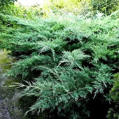 Можжевельник ПФИТЦЕРИАНА ГЛАУКА средний  Можжевельник ПФИТЦЕРИАНА ГЛАУКА средний в Астрахани