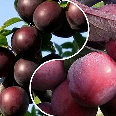 Комплект ИЗЮМИНКА САДА в Астрахани