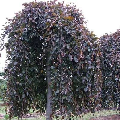 Бук в Астрахани