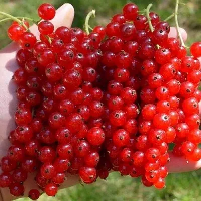 Смородина красная РЕД ПУЛ в Астрахани