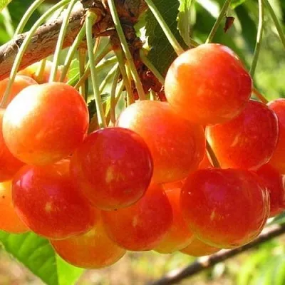 Черешня СОПЕРНИЦА  Черешня СОПЕРНИЦА в Астрахани