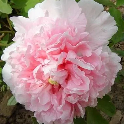 Пион БУКЕТ РОЗОВЫХ ГВОЗДИК древовидный  Пион БУКЕТ РОЗОВЫХ ГВОЗДИК древовидный в Астрахани