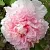 Пион БУКЕТ РОЗОВЫХ ГВОЗДИК древовидный в Астрахани