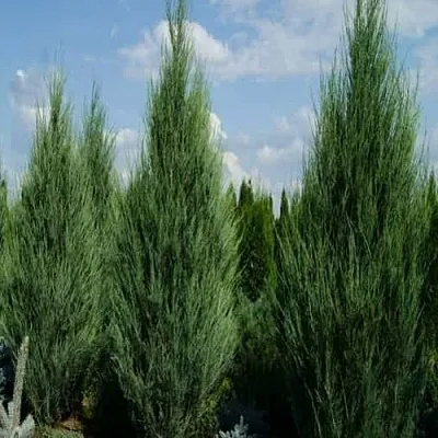 Можжевельник СКАЙРОКЕТ скальный  Можжевельник СКАЙРОКЕТ скальный в Астрахани