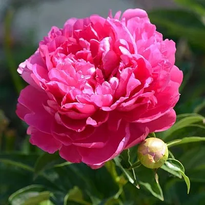 Пион БУШЕЛА травянистый  Пион БУШЕЛА травянистый в Астрахани