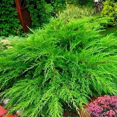Можжевельник МИНТ ДЖУЛЕП средний  Можжевельник средний Mint Julep (МИНТ ДЖУЛЕП) в Астрахани