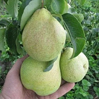 Груша КУДЕСНИЦА в Астрахани