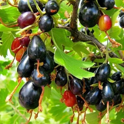 Смородина золотистая БОКАЛИНСКАЯ  Смородина золотистая БОКАЛИНСКАЯ в Астрахани