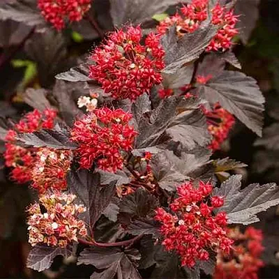 Пузыреплодник РЕД БАРОН  Пузыреплодник РЕД БАРОН в Астрахани