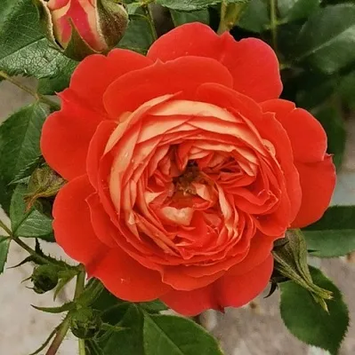 Саженцы роз СТАРЛЕТ РОУЗ КАРМЕН плетистая  Саженцы роз СТАРЛЕТ РОУЗ КАРМЕН плетистая в Астрахани