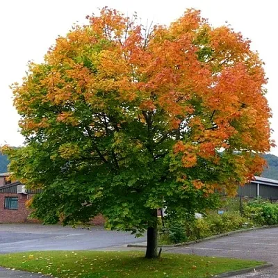 Клен остролистный  Клен остролистный в Астрахани