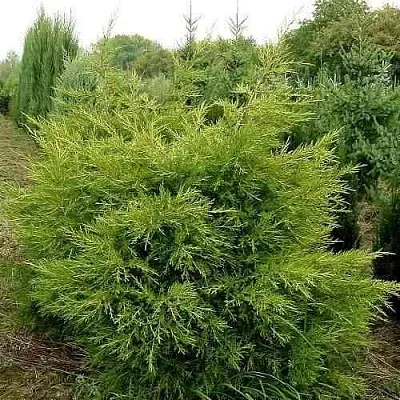Можжевельник КУРИВАО ГОЛД китайский  Можжевельник КУРИВАО ГОЛД китайский в Астрахани