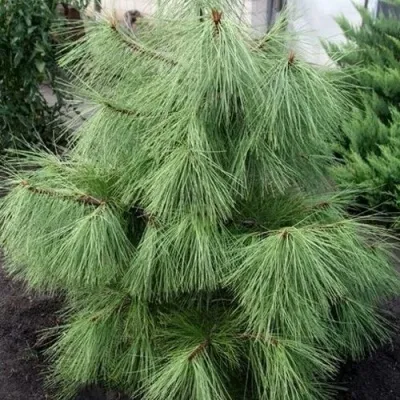 Сосна желтая  — описание сорта Сосна желтая  в Астрахани