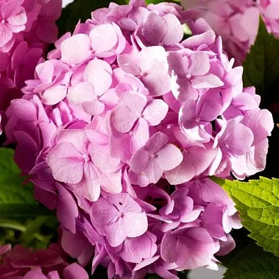 Гортензия БУКЕТ РОУЗ крупнолистная  Гортензия БУКЕТ РОУЗ крупнолистная в Астрахани