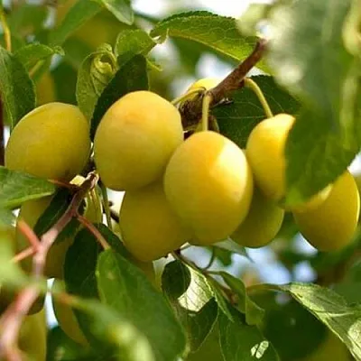 Слива ОЧАКОВСКАЯ ЖЕЛТАЯ в Астрахани