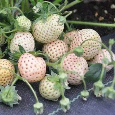 Клубника АНАНАСА ремонтантная — описание сорта Клубника АНАНАСА ремонтантная в Астрахани