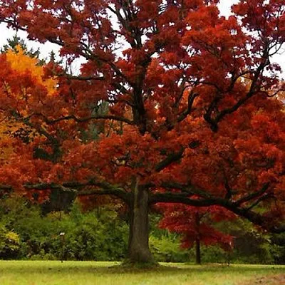 Дуб в Астрахани