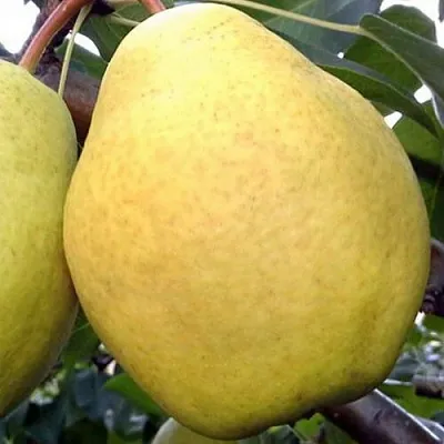 Груша ОСЕННИЙ ВЕЛИКАН в Астрахани