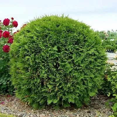 Туя ВУДВАРДИ западная  Туя ВУДВАРДИ западная в Астрахани