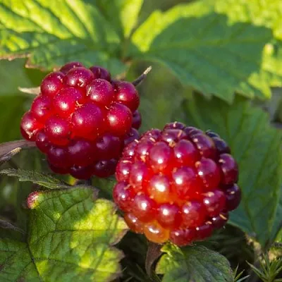 Княженика ЛИНДА  Княженика ЛИНДА в Астрахани