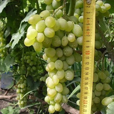 Виноград АНАНАСНЫЙ РАННИЙ  Виноград АНАНАСНЫЙ РАННИЙ в Астрахани