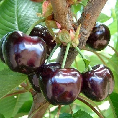 Черешня МУСКАТНАЯ  Черешня МУСКАТНАЯ в Астрахани