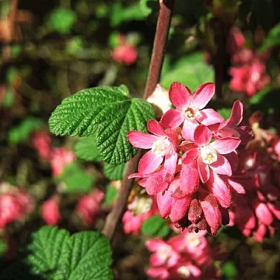 Смородина кроваво-красная ПУЛБОРО СКАРЛЕТ   Смородина кроваво-красная ПУЛБОРО СКАРЛЕТ  в Астрахани
